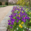 Crocus 'Whitewell Purple Tommasianus' - Krokus - LumiBlumi