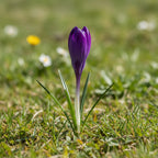 Crocus 'Whitewell Purple Tommasianus' - Krokus - LumiBlumi