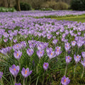 Krokus 'Etruscus Zwanenburg' - 100 Stück
