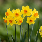 Narzisse 'Cornish Dawn' - 25 Stück