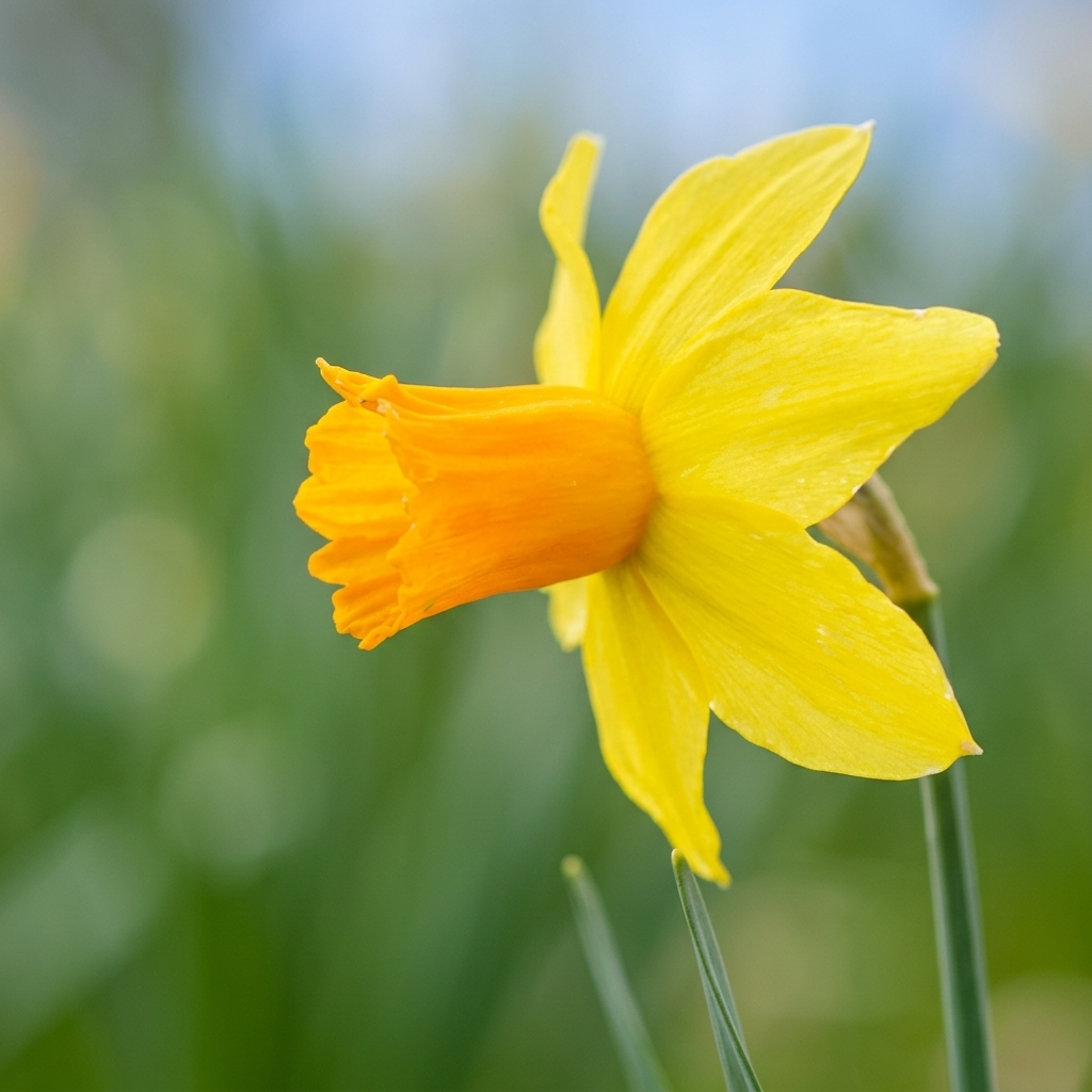 Narzisse 'Jetfire' - 25 Stück - LumiBlumi