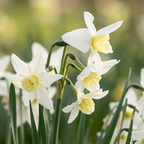 Narcissus 'Polar Hunter' - Narzisse