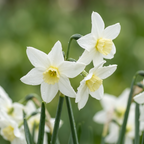 Narcissus 'Polar Hunter' - Narzisse