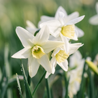 Narcissus 'Polar Hunter' - Narzisse