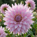 Dahlie 'Almand's Joy' - 4 Stück - LumiBlumi