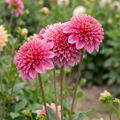 Dahlia 'Alyshia' - Dahlie - LumiBlumi