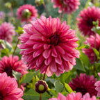 Dahlie 'Bacardi' - 4 Stück - LumiBlumi