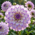 Dahlie 'Blue Wish' - 10 Stück - LumiBlumi