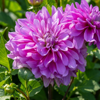 Dahlie 'Bluetiful' - 4 Stück - LumiBlumi