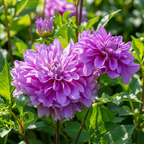 Dahlie 'Bluetiful' - 4 Stück - LumiBlumi