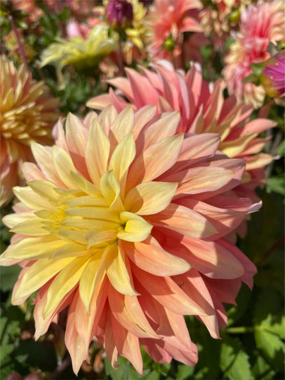 Dahlien Blushing lady