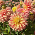 Dahlie 'Blushing Lady' - 5 Stück - LumiBlumi