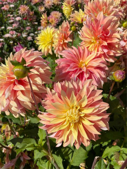 Dahlia 'Blushing Lady' - Dahlie - LumiBlumi