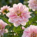 Dahlie 'Bonesta' - 10 Stück - LumiBlumi