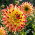Dahlia 'Bridge View Aloha' - Dahlie - LumiBlumi