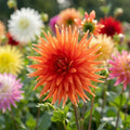 Dahlie 'Cactus Mischung' - 4 Stück - LumiBlumi