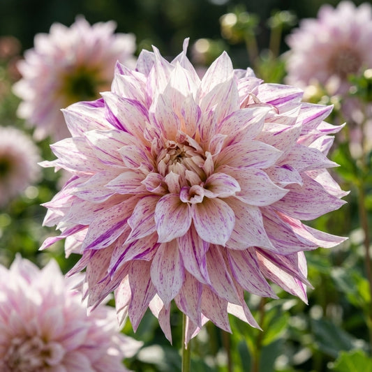 Dahlie 'Cafe Au Lait Twist' - 3 Stück