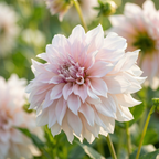 Dahlie 'Cafe Au Lait' - 3 Stück - LumiBlumi
