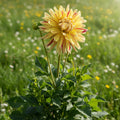Dahlia 'Cambridge' - Dahlie - LumiBlumi