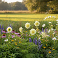 Dahlia 'Cameo' - Dahlie - LumiBlumi