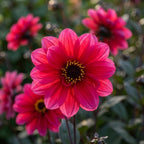 Dahlia 'Chic En Rouge' - Dahlie - LumiBlumi