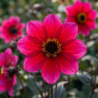 Dahlia 'Chic En Rouge' - Dahlie - LumiBlumi