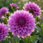 Dahlia 'Claudette' - Dahlie - LumiBlumi