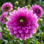 Dahlia 'Claudette' - Dahlie - LumiBlumi