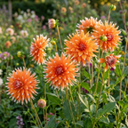 Dahlie 'Color Spectacle' - 4 Stück - LumiBlumi