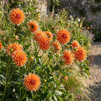 Dahlie 'Color Spectacle' - 4 Stück - LumiBlumi