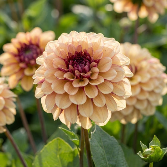 Dahlie 'Creme de cognac' - 4 Stück