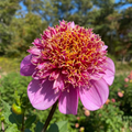 Dahlia 'Dad's Favourite' - Dahlie - LumiBlumi