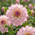 Dahlia 'Orion' - Dahlie - LumiBlumi