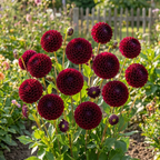 Dahlie 'Downham royal' - 4 Stück