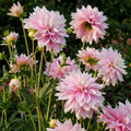 Dahlie 'Evanah' - 3 Stück - LumiBlumi