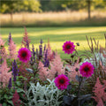 Dahlia 'Excentrique' - Dahlie - LumiBlumi