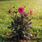 Dahlia 'Excentrique' - Dahlie - LumiBlumi