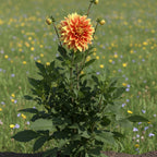 Dahlie 'Explosion' - 4 Stück - LumiBlumi