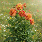 Dahlie 'Explosion' - 4 Stück - LumiBlumi
