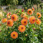 Dahlie 'Firepot' - 3 Stück - LumiBlumi