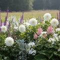 Dahlie 'Fleurel' - 4 Stück