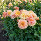 Dahlie 'Garden desire' - 4 Stück