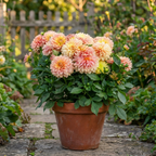 Dahlie 'Garden desire' - 4 Stück