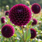 Dahlie 'Gideon' - 4 Stück - LumiBlumi