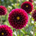 Dahlie 'Gideon' - 4 Stück - LumiBlumi