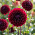 Dahlie 'Gideon' - 4 Stück - LumiBlumi