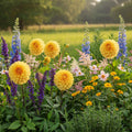 Dahlie 'Golden Scepter' - 4 Stück - LumiBlumi