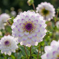 Dahlie 'Hapet Blue Eyes' - 10 Stück - LumiBlumi