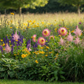 Dahlia 'Hapet P' - Dahlie - LumiBlumi