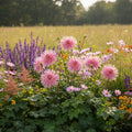 Dahlie 'Hollyhill Cotton Candy' - 10 Stück - LumiBlumi